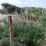 Remains of Morton fence line